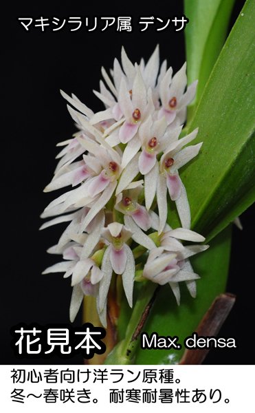 Maxillaria densa - 洋蘭専門店・生産直売 「らんの家」