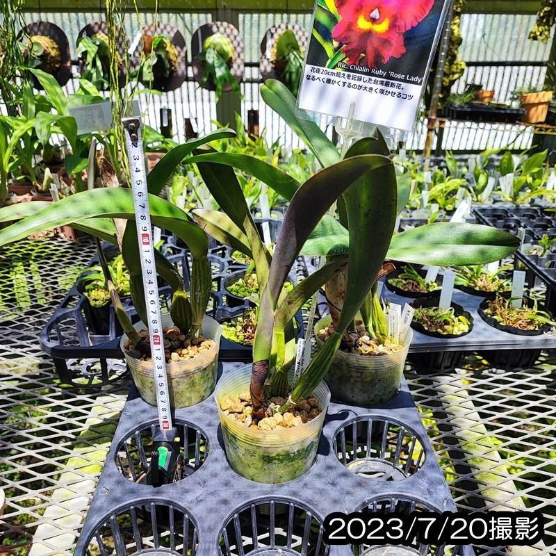 Rlc. Chialin Ruby'Rose Lady'（MC) - 洋蘭専門店・生産直売