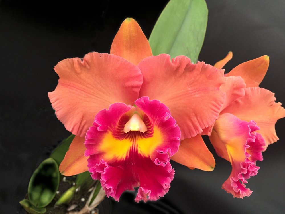 Rlc. Focus Taiwan'ORCHIS'(MC) - 洋蘭専門店・生産直売 「らんの家」