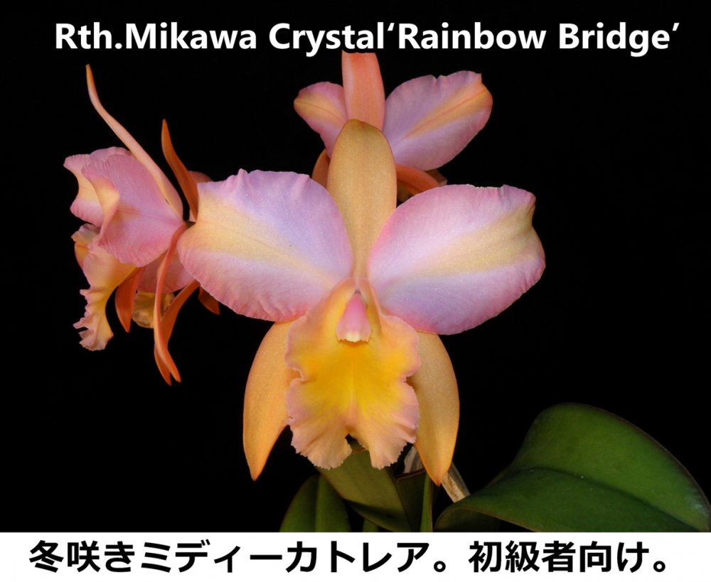 Rth. Mikawa Crystal 'Rainbow Bridge' - 洋蘭専門店・生産直売 「らん 