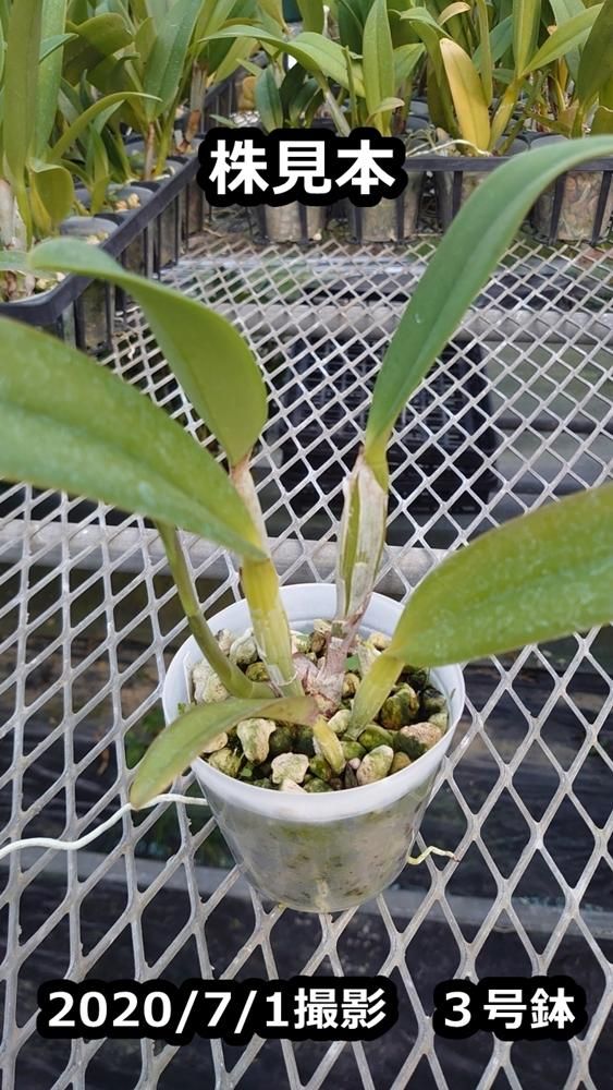 Rth. Mikawa Crystal 'Rainbow Bridge' - 洋蘭専門店・生産直売