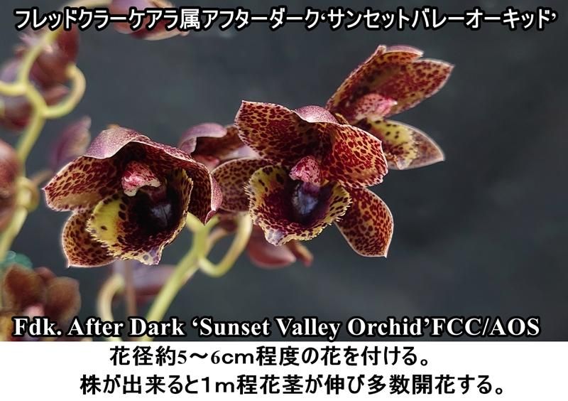 Fdk. After Dark'Sunset Valley Orchids'FCC/AOS - 洋蘭専門店