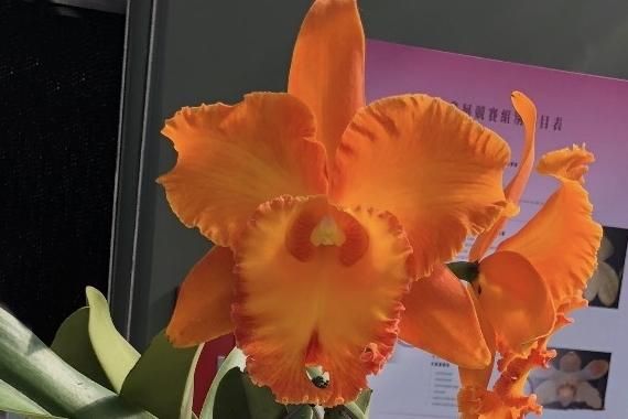 Rlc. Taiwan Good Life'Blessing Gold' - 洋蘭専門店・生産直売