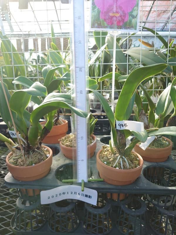 Rlc. Shinfong Pink'Pink Lady'SM/TOGA - 洋蘭専門店・生産直売 Rlc. Shinfong Pink'Pink Lady'SM/TOGA - 洋蘭専門店・生産直売