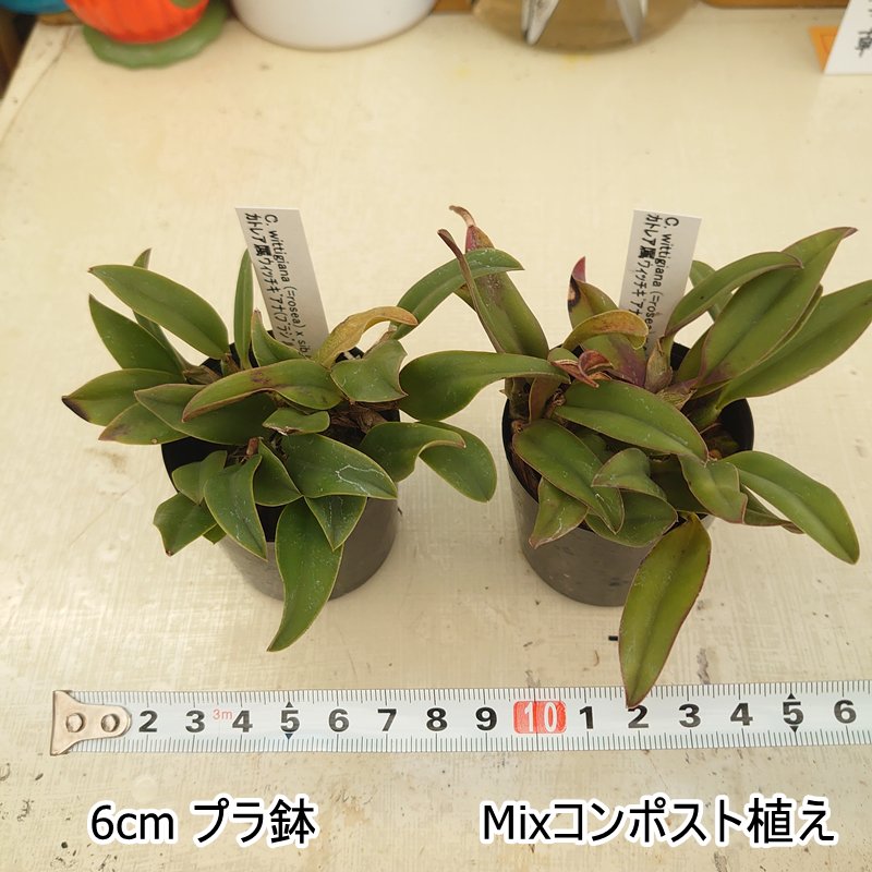 C. wittigiana (=rosea) x sib. - 洋蘭専門店・生産直売 「らんの家」