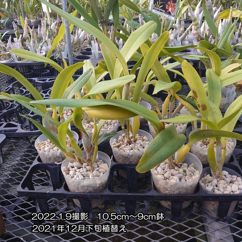 C.tenebrosa f.aurea'Siori'x self - 洋蘭専門店・生産直売 「らんの家」