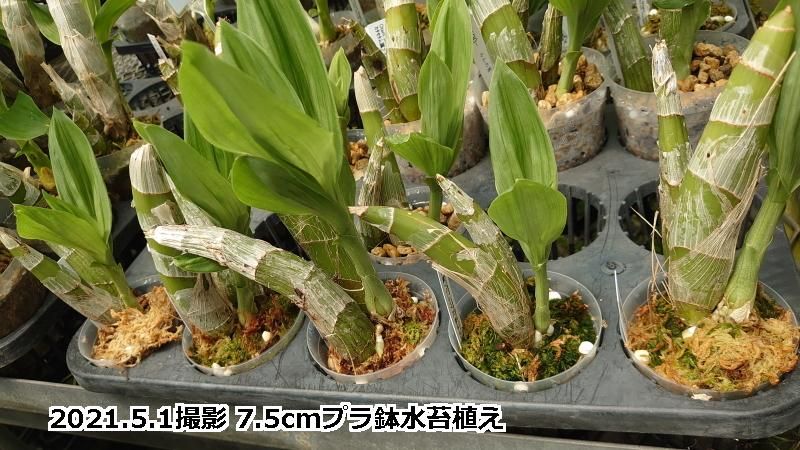 Ctsm. planiceps - 洋蘭専門店・生産直売 「らんの家」
