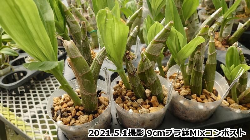 洋蘭 タケノコ蘭 Ctsm. planiceps 開花サイズ株 たけのこ蘭 Ctsm. planiceps 子株 - メルカリ