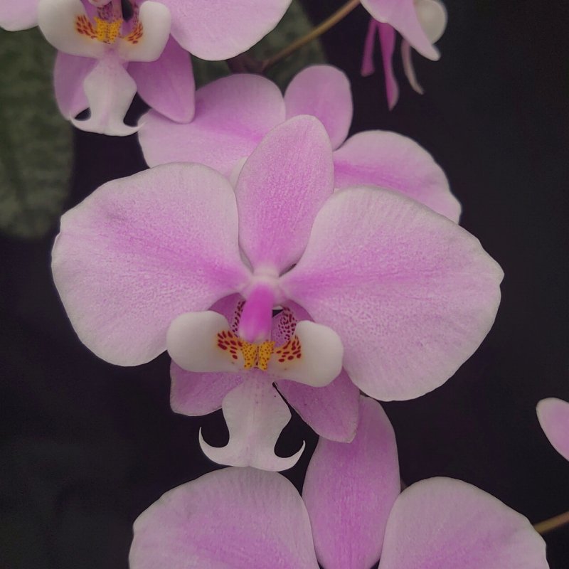 Phal. schilleriana x sib.[NBS] - 洋蘭専門店・生産直売 「らんの家」