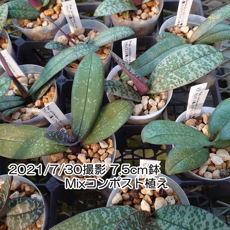 Phal. schilleriana x sib.[NBS] - 洋蘭専門店・生産直売 「らん