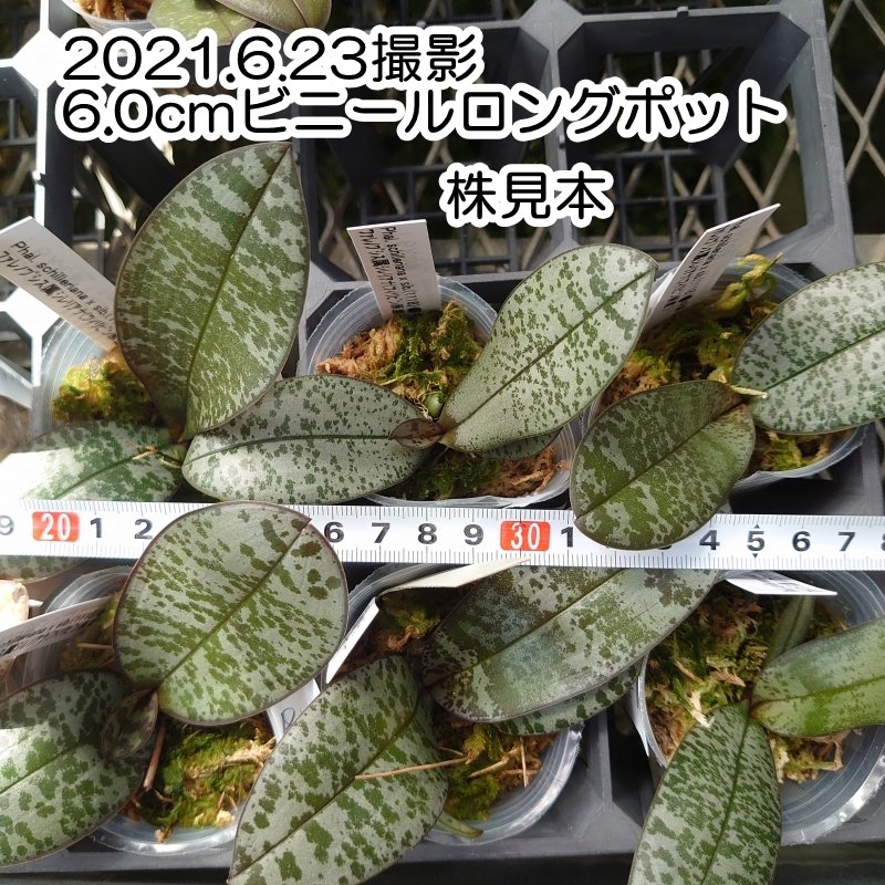 Phal. schilleriana x sib.[NBS] - 洋蘭専門店・生産直売 「らんの家」