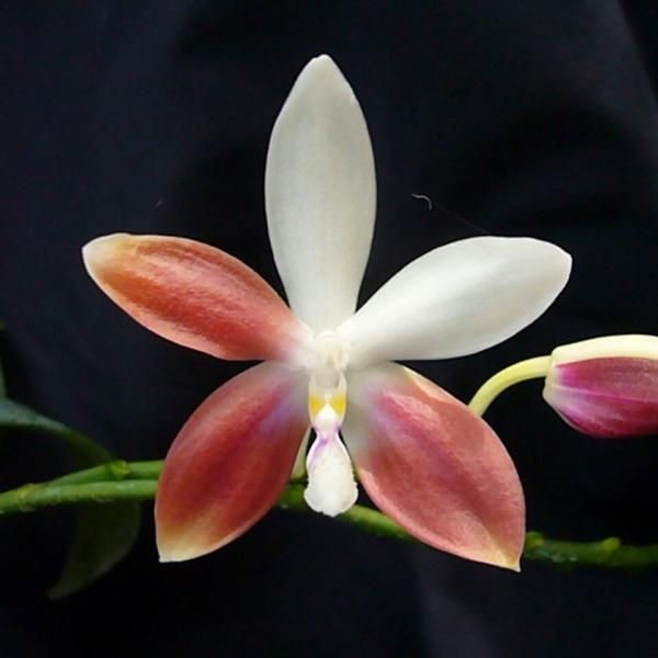 胡蝶蘭　原種　テトラスピス　フラスコ　Phal ファレノプシス 洋蘭　洋ラン 胡蝶蘭 原種 テトラスピス ファレノプシス 洋蘭 phal 蘭 洋ラン