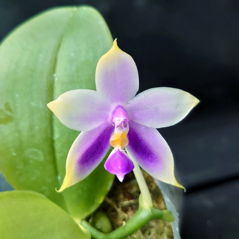 Phal. Samera (Blue Type) seedling[BS] - 洋蘭専門店・生産直売 「らんの家」