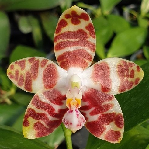 Phal. amboinensis x sib. - 洋蘭専門店・生産直売 「らんの家」