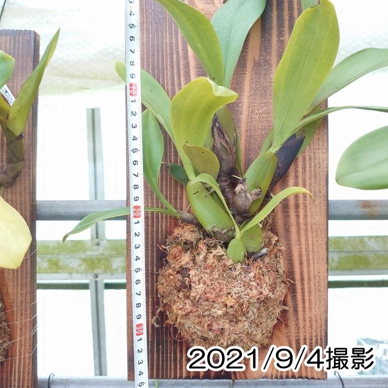 Bulb. purpureorhachis - 洋蘭専門店・生産直売 「らんの家」