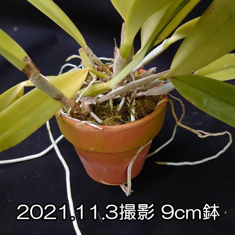 C. quadricolor x sib. - 洋蘭専門店・生産直売 「らんの家」 C. quadricolor x sib. - 洋蘭専門店・生産直売 「らんの家」
