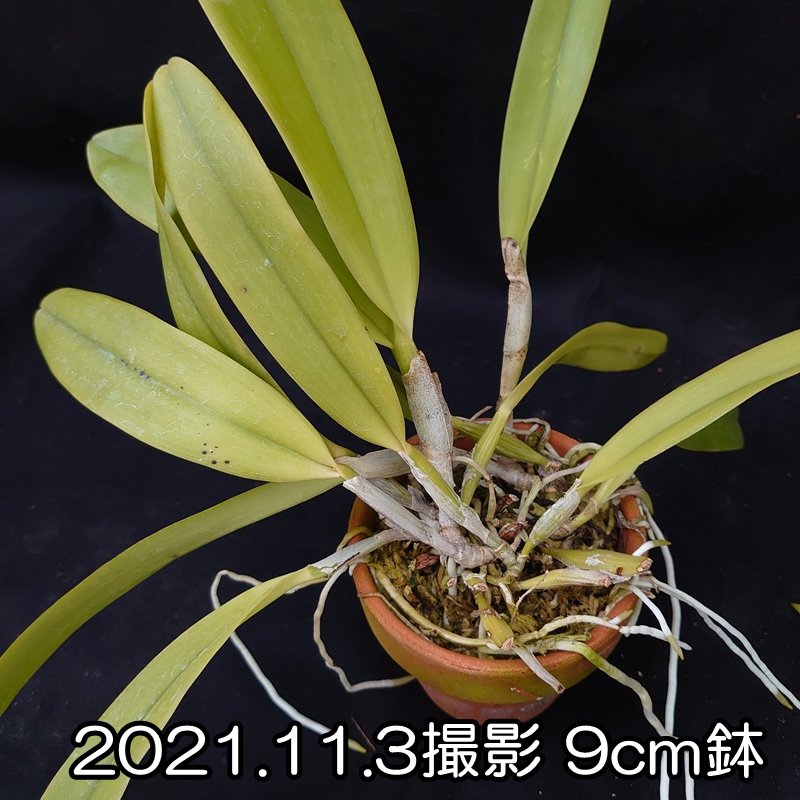 C. quadricolor x sib. - 洋蘭専門店・生産直売 「らんの家」