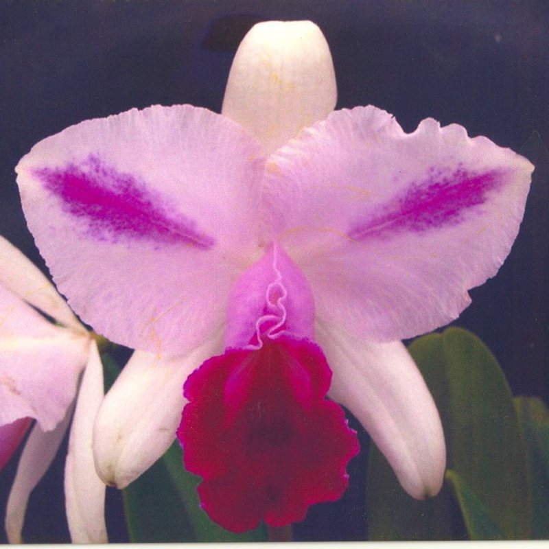 C. quadricolor x sib. - 洋蘭専門店・生産直売 「らんの家」