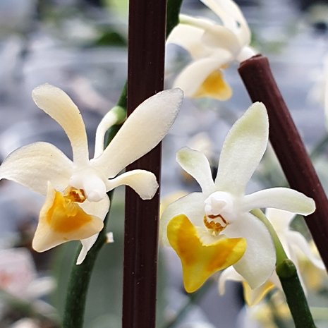 Phal. malipoensis × sib - 洋蘭専門店・生産直売 「らんの家」