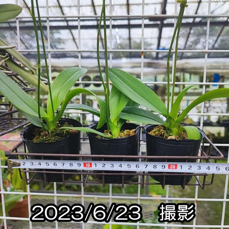 Phal. x intermedia (Yellow Lip x sib.) - 洋蘭専門店・生産