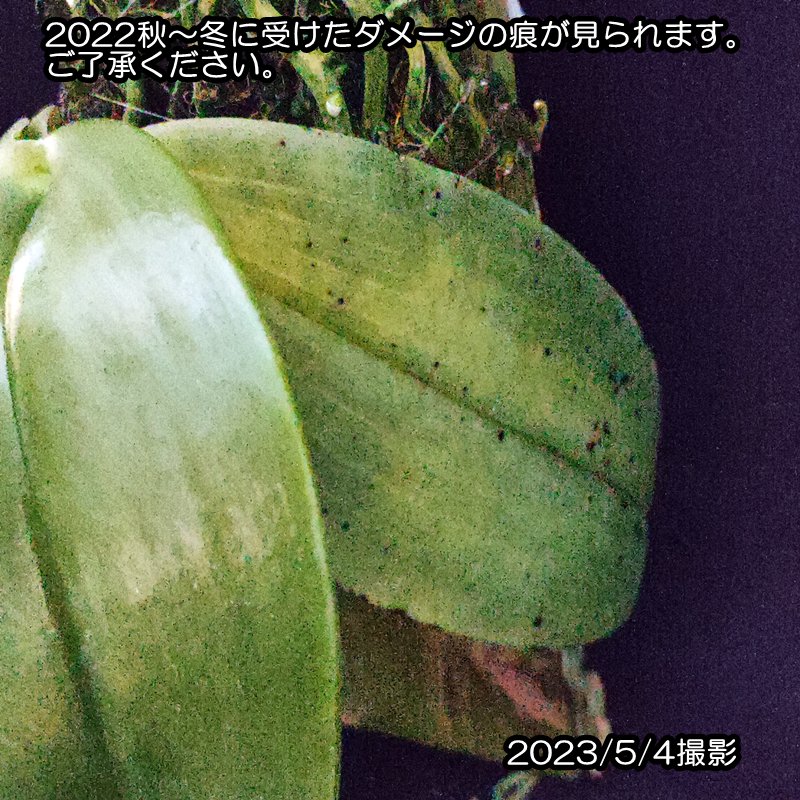 Phal. gigantea x sib. - 洋蘭専門店・生産直売 「らんの家」