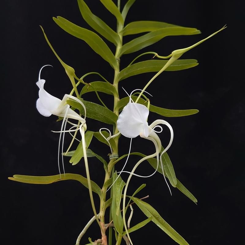 破格アグラオネマ アンダマン特大19500円003