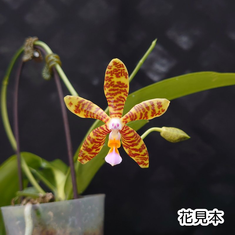 Phal. fasciata 'Country Acres' or 'No.1' - 洋蘭専門店・生産直売 「らんの家」