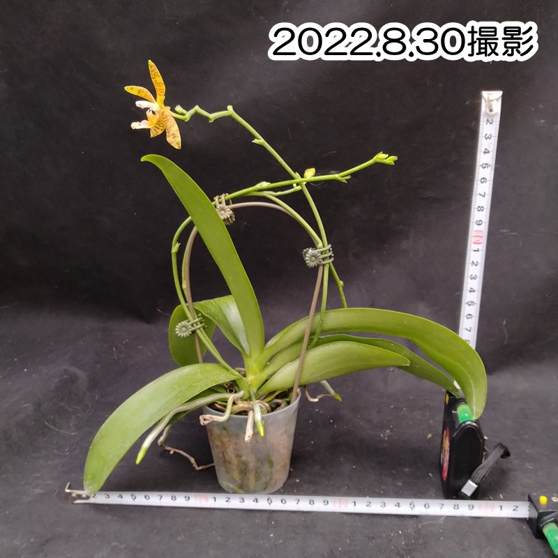 Phal. fasciata 'Country Acres' or 'No.1' - 洋蘭専門店・生産直売 「らんの家」