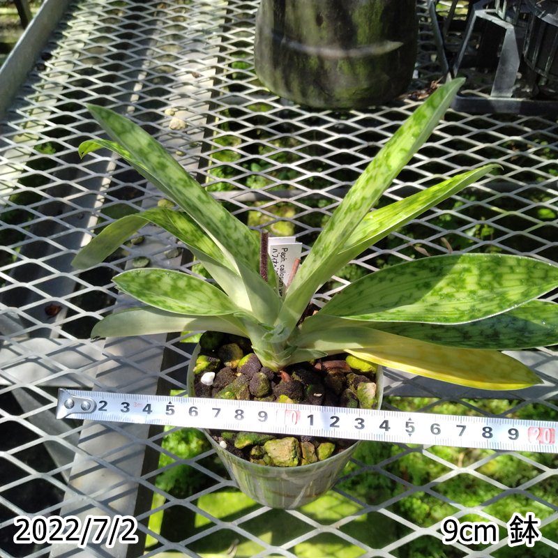 北軽ガーデン】洋蘭＊パフィオ＊Paph. delenatii var. vinicolor＊洋蘭＊パフィオ＊原種＊ベトナム産＊ - 鉢植え