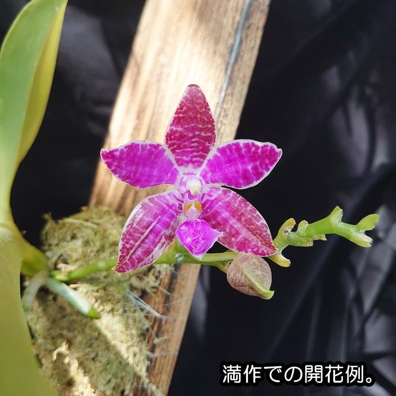 Phal. lueddemanniana'Dark No.1' - 洋蘭専門店・生産直売 「らんの家」