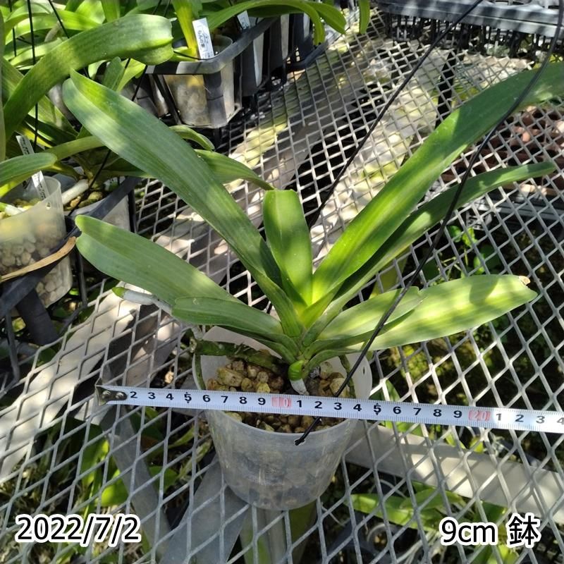 Rhy. gigantea Orange Type x sib. - 洋蘭専門店・生産直売
