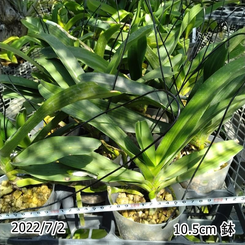Rhy. gigantea Orange Type x sib. - 洋蘭専門店・生産直売