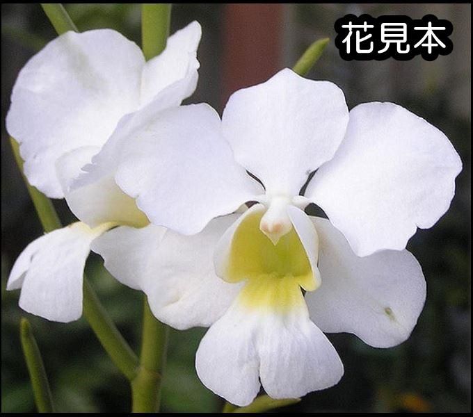 Papilionanthe teres fma. alba (Div.) - 洋蘭専門店・生産直売 「らんの家」