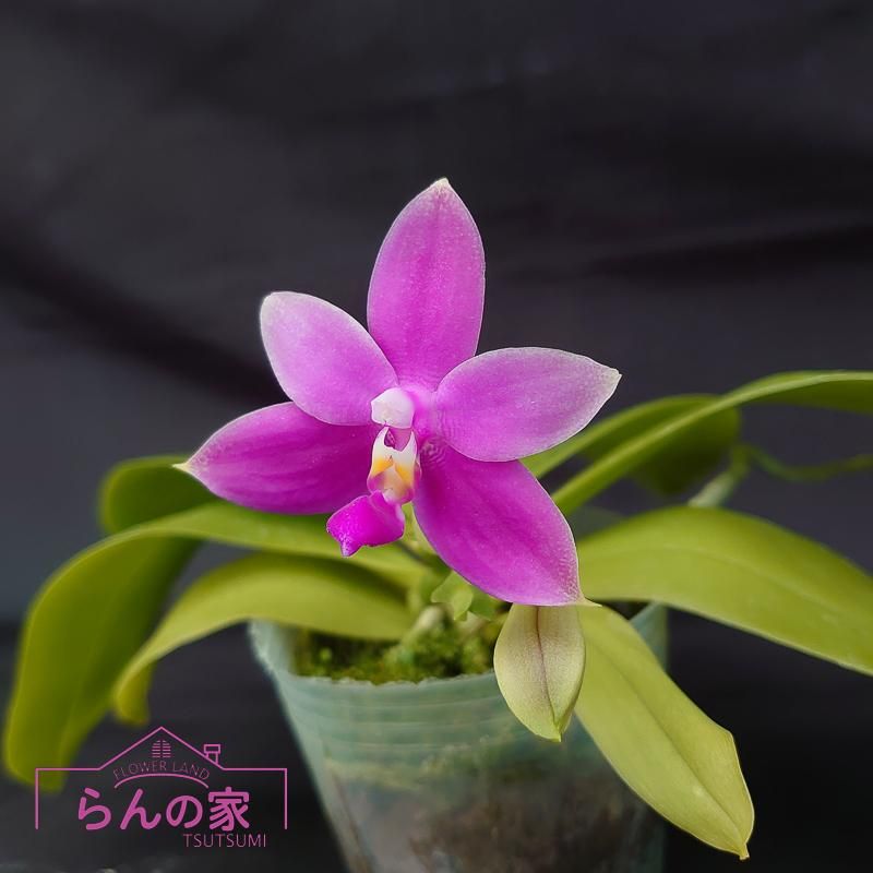 Phal. violacea var. indigo red 'MIKI' - 洋蘭専門店・生産直売