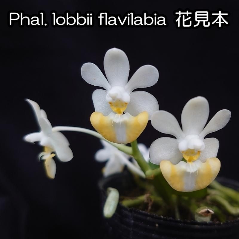 Phal. lobbii fma.flavilabia select x sib. - 洋蘭専門店・生産直売 「らんの家」