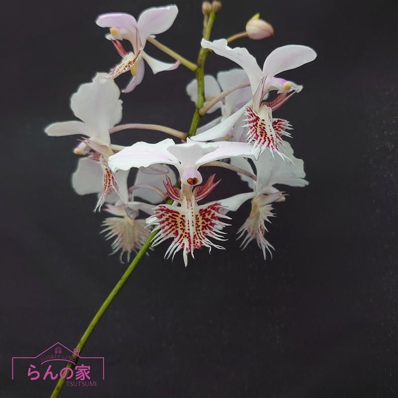 蘭花ページ ハイクラス》ホワイト3本立ち 胡蝶蘭 - 《生産者 直販》 胡蝶蘭