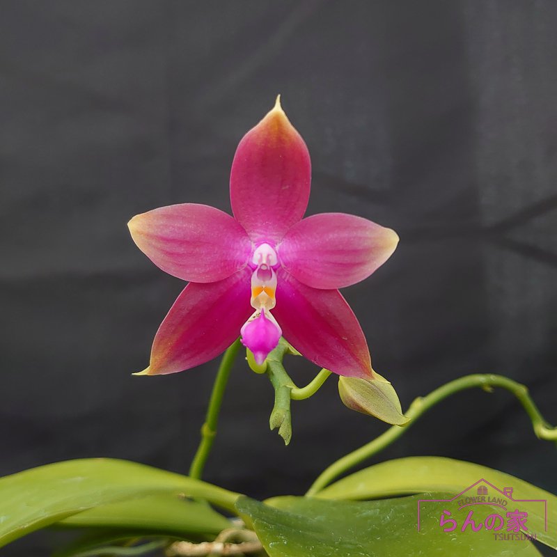 Phal. Yaphon Sensational 'MC' - 洋蘭専門店・生産直売 「らんの家」