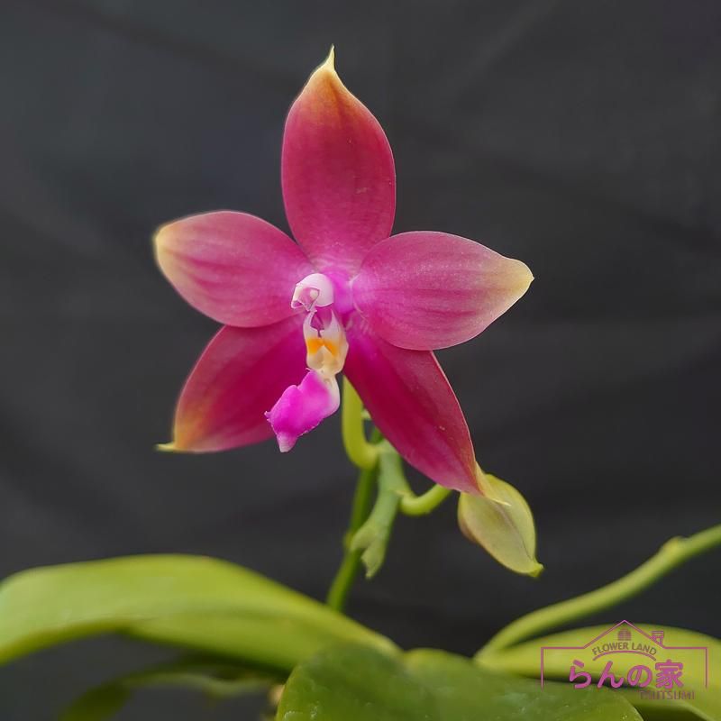 訳あり【芳香】ファレノプシス Yaphon GG 開花中 青紫色 Phal. Tying Shin Blue Jay '610'(MC) 花付き株 | 大和農園洋蘭部
