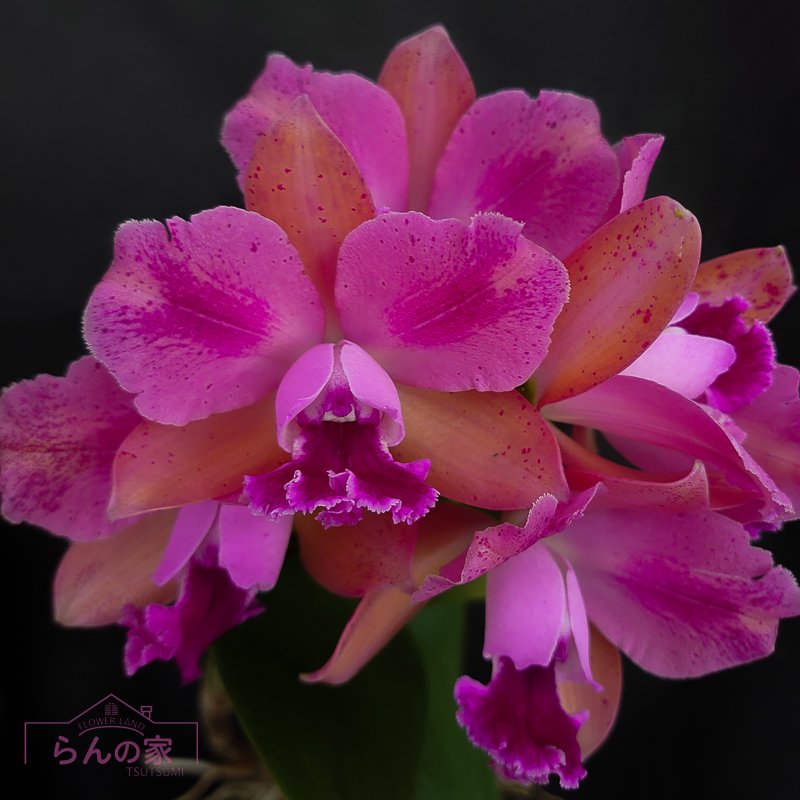 Rlc. Mikawa Rainbow '20200816-6' - 洋蘭専門店・生産直売 「らんの家」