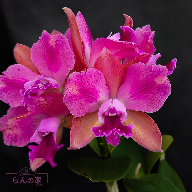 Rlc. Mikawa Rainbow '20200816-6' - 洋蘭専門店・生産直売 「らんの家」