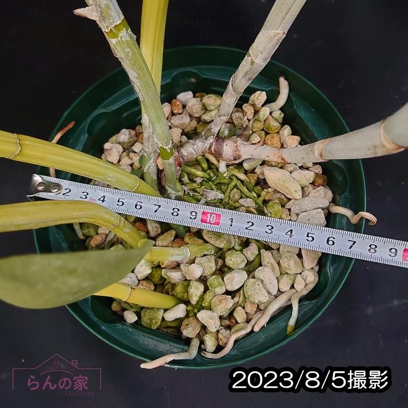 over the rainbow様　62000円のお品物 何がでるかな？ レインボーコーンズ マーメイドコーン