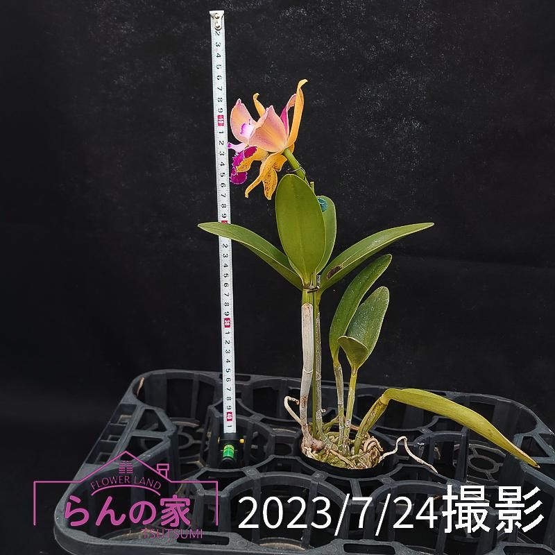 Rlc. Mikawa Rainbow '20200807-4'(Div.) - 洋蘭専門店・生産