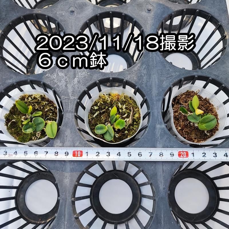 C. cernua fma. aurea x sib.(Paraguay) - 洋蘭専門店・生産直売
