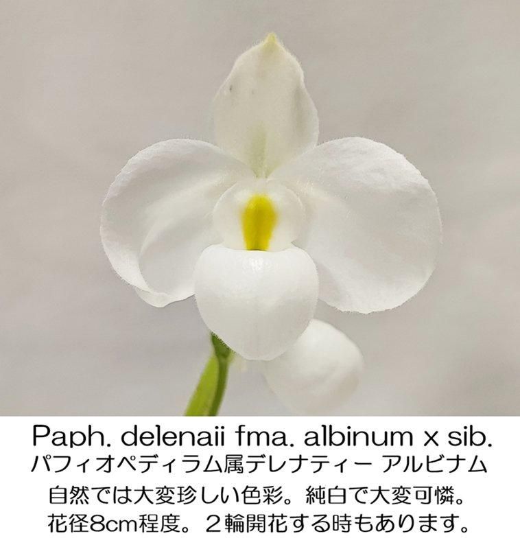 Paph. delenatii fma. albinum x sib - 洋蘭専門店・生産直売 「らんの家」