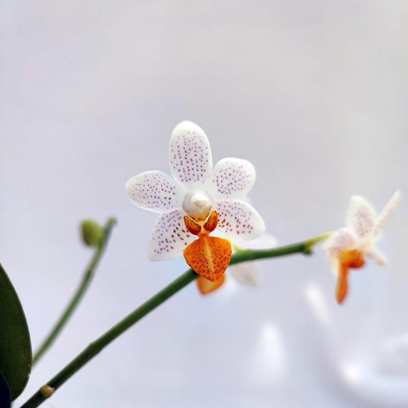 訳ありセット】Phal. Mini Mark ファレノプシス ミニマーク