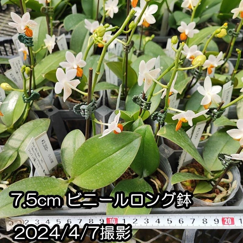 訳ありセット】Phal. Mini Mark ファレノプシス ミニマーク