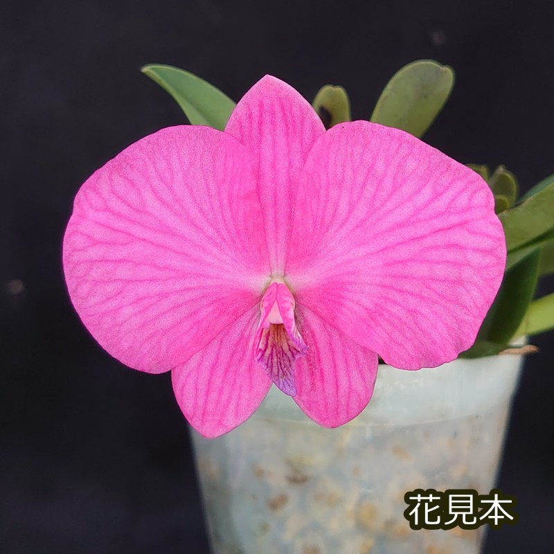 C. wittigiana (=rosea) x sib. - 洋蘭専門店・生産直売 「らんの家」