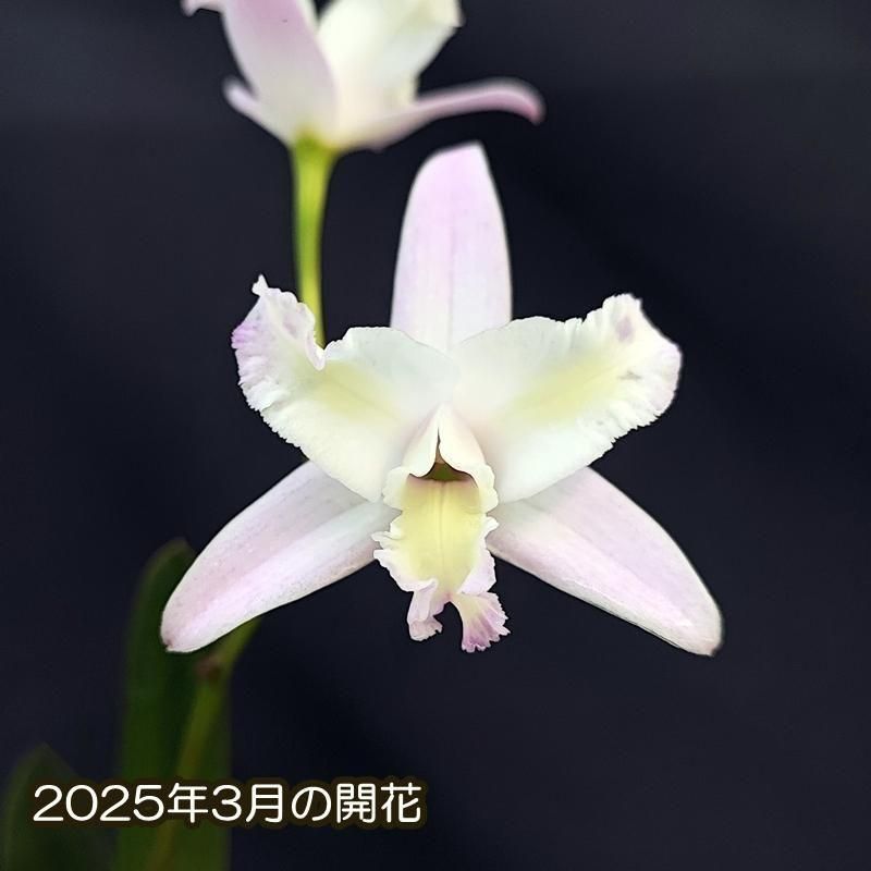 Ctt. Sparkling Rocket'20250315-20Y ' - 洋蘭専門店・生産直売