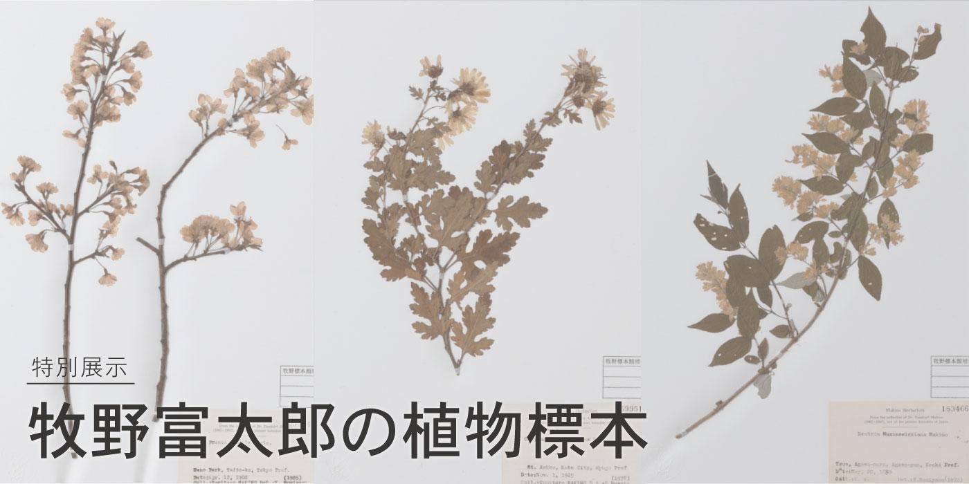 特別展示 牧野富太郎の植物標本 - 牧野植物園ミュージアムショップ