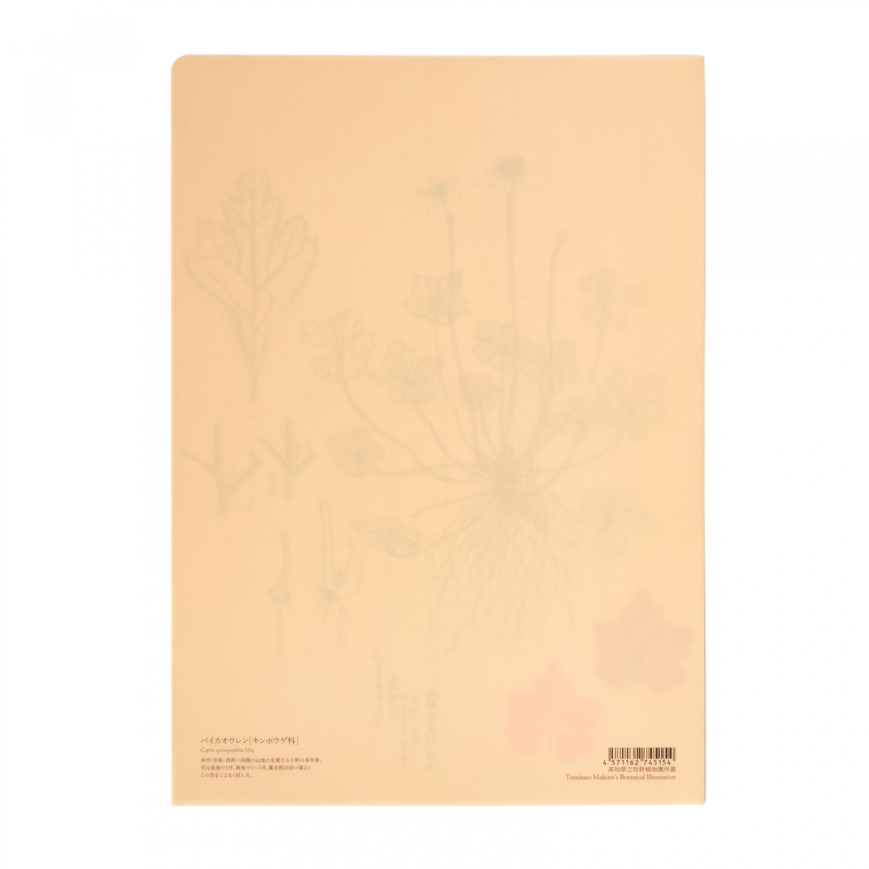 クリアファイルA4 バイカオウレン - 牧野植物園ミュージアムショップ
